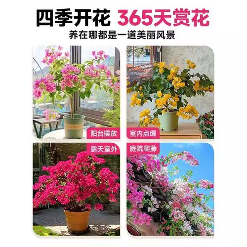 重瓣三角梅盆栽带花剑树苗室内阳台飘枝垂丝老桩四季开花爬藤花卉 - 图0