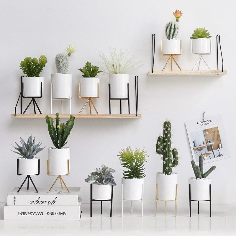 多肉背景墙办公室办公桌仿真仙人掌室外拍摄绿色礼盒装盆景绿,淘宝优惠券,粉丝福利购,淘宝优惠卷