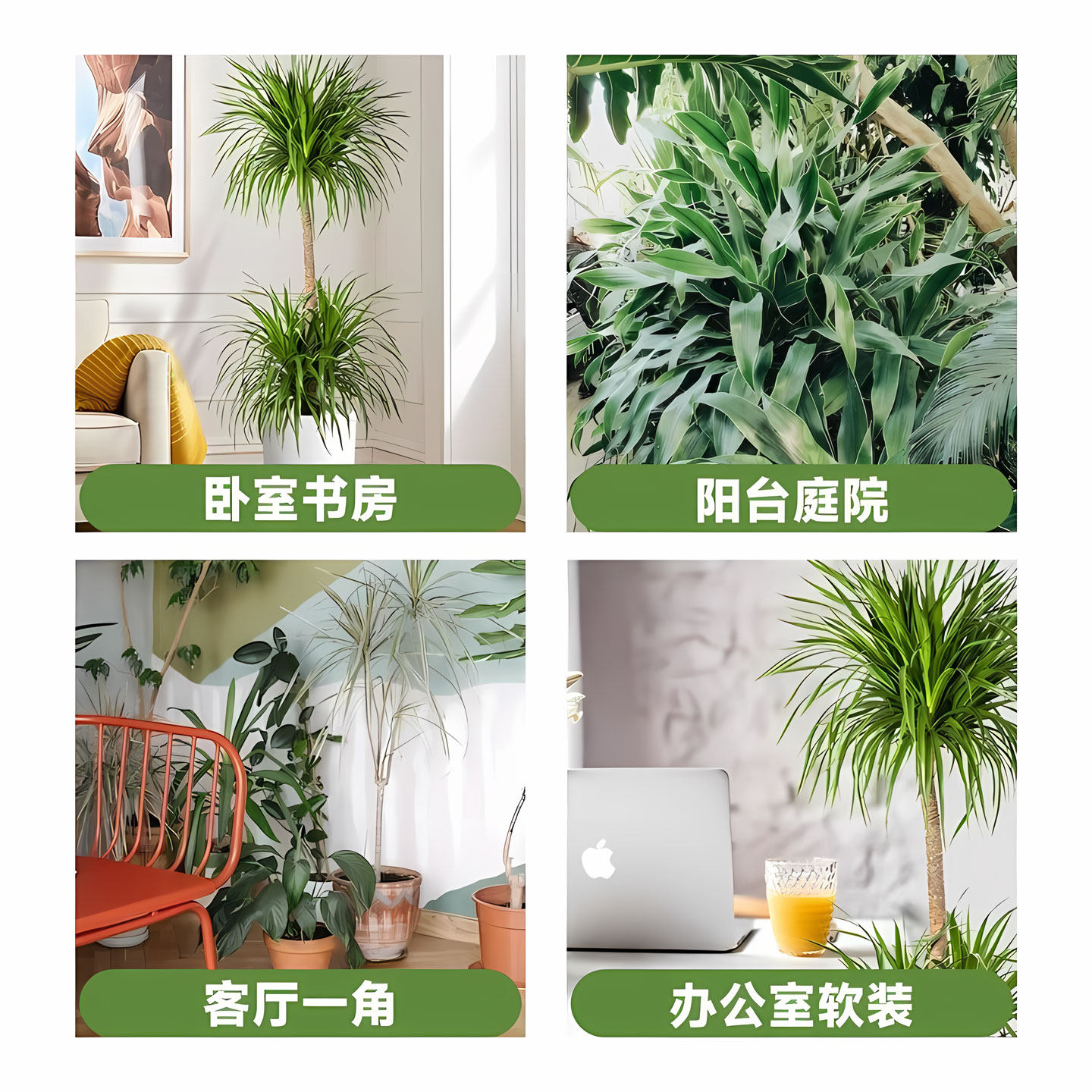 龙血树盆栽客厅庭院阳台好养绿植室内大型植物八方来财四季常青,淘宝优惠券,粉丝福利购,淘宝优惠卷