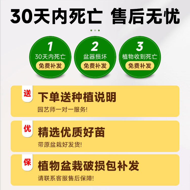 鸭脚木客厅大盆栽室内绿植高级感好养高端大气上档次植物大型树木,淘宝优惠券,粉丝福利购,淘宝优惠卷