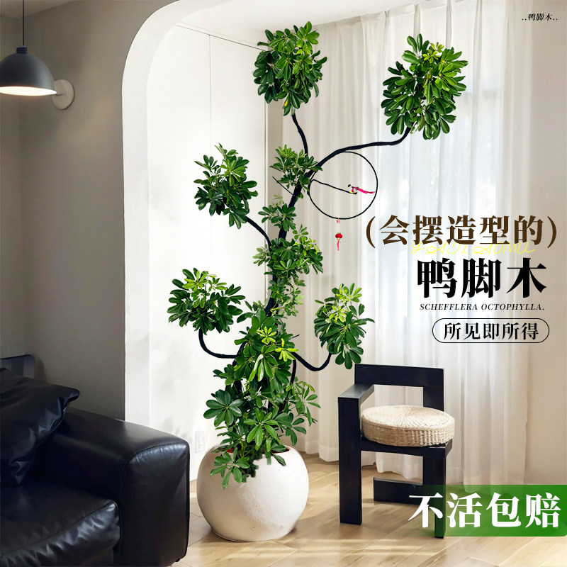 鸭脚木客厅大盆栽室内绿植高级感好养高端大气上档次植物大型树木,淘宝优惠券,粉丝福利购,淘宝优惠卷