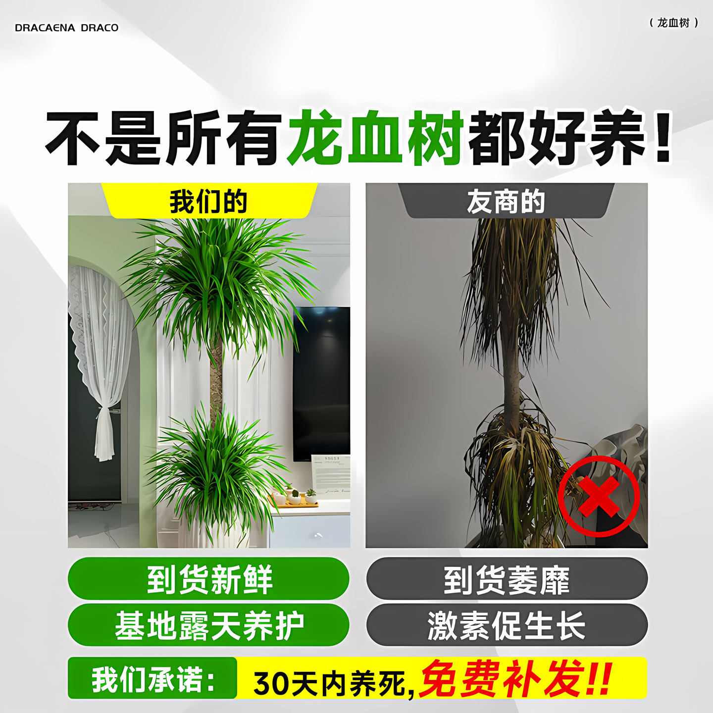龙血树盆栽客厅庭院阳台好养绿植室内大型植物八方来财四季常青,淘宝优惠券,粉丝福利购,淘宝优惠卷