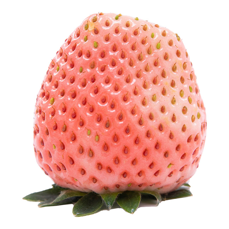 正宗长丰粉玉草莓当季时令新鲜水果牛奶草莓露天种植整箱现摘顺丰,淘宝优惠券,粉丝福利购,淘宝优惠卷