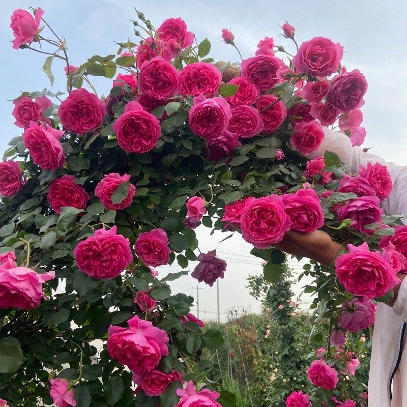 藤本月季花苗特大花浓香开花粉龙沙宝石玫瑰蔷薇爬藤四季盆栽花卉,淘宝优惠券,粉丝福利购,淘宝优惠卷