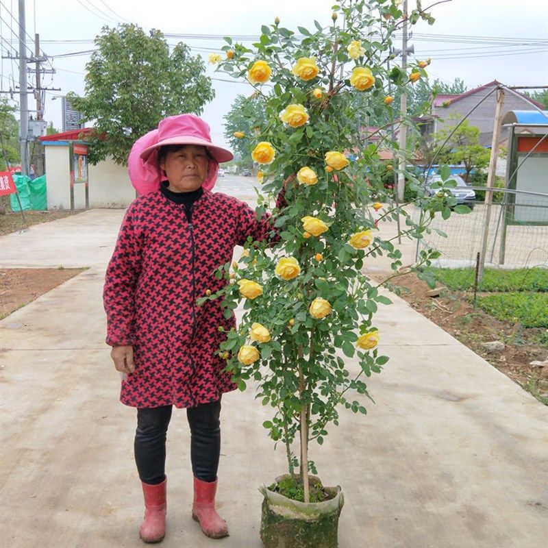 藤本月季花苗特大花浓香开花粉龙沙宝石玫瑰蔷薇爬藤四季盆栽花卉,淘宝优惠券,粉丝福利购,淘宝优惠卷