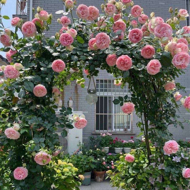 藤本月季花苗特大浓香庭院植物室内花卉盆栽玫瑰爬藤蔷薇四季开花,淘宝优惠券,粉丝福利购,淘宝优惠卷