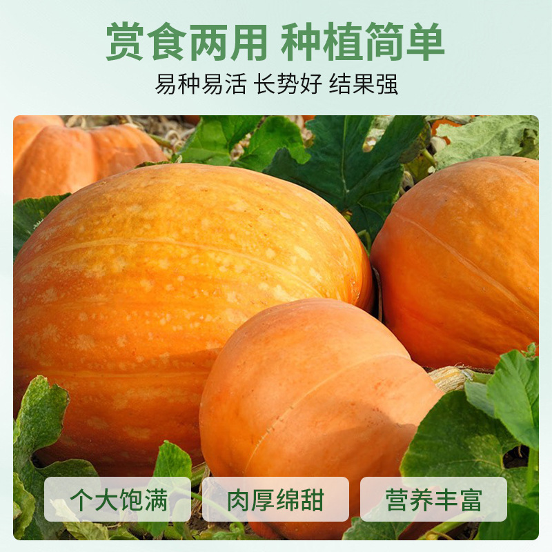 巨型南瓜种孑特大南瓜种子高产抗病四季观赏食用易种蔬菜种籽大全 - 图2