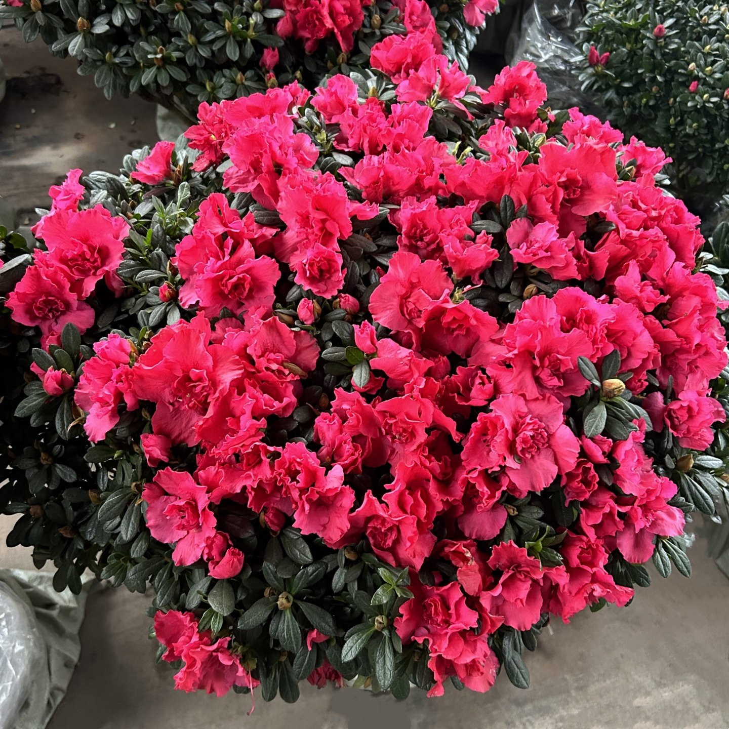 杜鹃花盆栽带花苞木本庭院开花花卉阳台窗台花园净化空气趣味绿植,淘宝优惠券,粉丝福利购,淘宝优惠卷