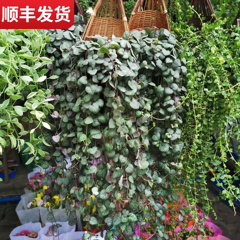 爱之蔓植物垂吊佛珠多肉腰缠万贯花卉百万心吊兰室内窗台