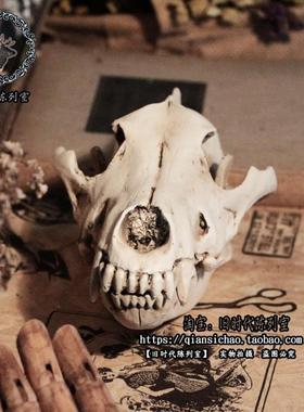 复古做旧狼头骨摆件装饰模型万圣节橱窗酒吧陈列装饰摄影拍摄道具