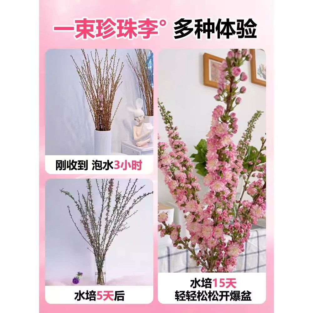 珍珠李干枝鲜花桃花樱花红梅水培植物带花苞鲜切雪柳花卉室内水养,淘宝优惠券,粉丝福利购,淘宝优惠卷