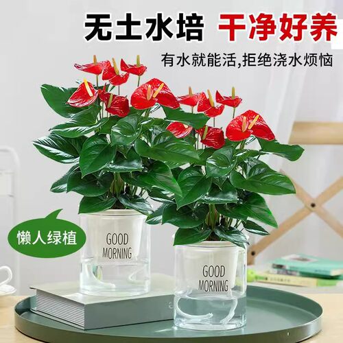 红掌盆栽鸿运当头绿萝箩花卉植物室内水培白掌绿植发财树四季好养 - 图1