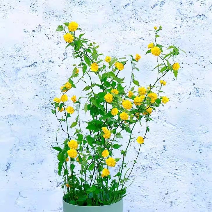爬藤多花植物重瓣棣棠花苗盆栽阳台四季花卉绿植耐寒冬黄花迎春花,淘宝优惠券,粉丝福利购,淘宝优惠卷