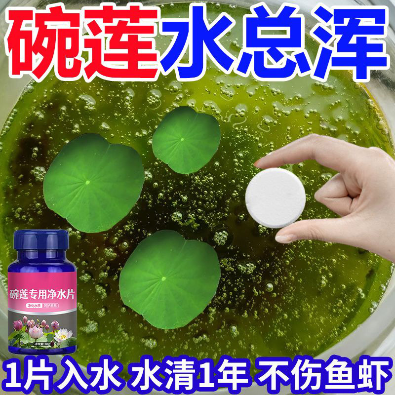 【净水促花】碗莲净水片催芽睡莲开花黄叶叶面黑烂叶增肥水培通用,淘宝优惠券,粉丝福利购,淘宝优惠卷