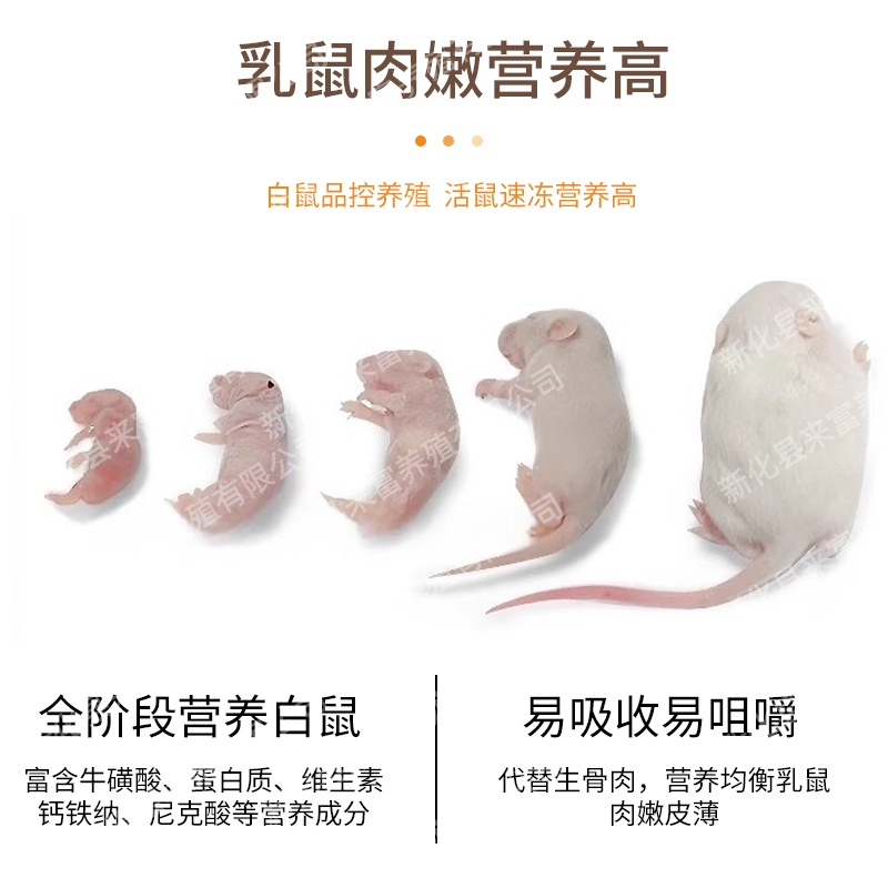 活体乳鼠红粉皮白霜无菌喂角蛙饲料爬虫猫粮小白鼠爬宠顺丰发货 - 图3
