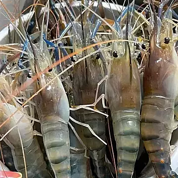 鲜活【罗氏虾】新鲜活冻大头虾满黄顺丰包邮[15元优惠券]-寻折猪