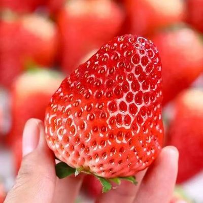 抢鲜99草莓红颜牛奶大草莓新鲜现摘水果当季整箱烘焙顺丰包邮
