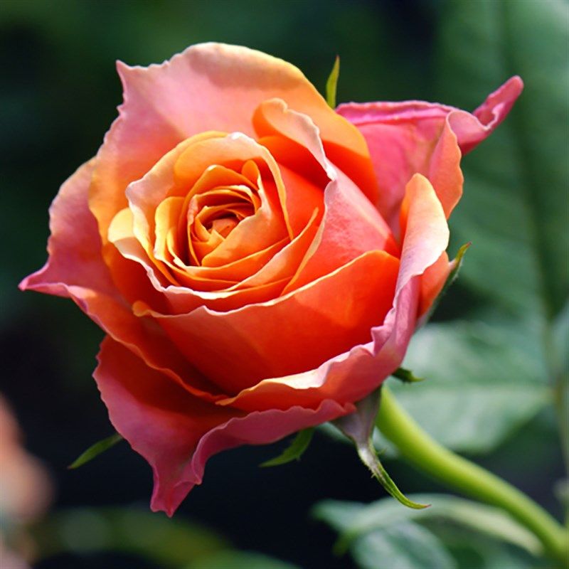 惠惠的花园 阳台微月永远的那不勒斯多季开花不断勤花盆栽玫瑰,淘宝优惠券,粉丝福利购,淘宝优惠卷