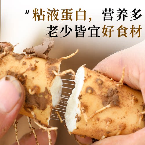 正宗河南焦作铁棍长怀山药温县垆土官方旗舰店淮山药粉干新鲜5斤 - 图2