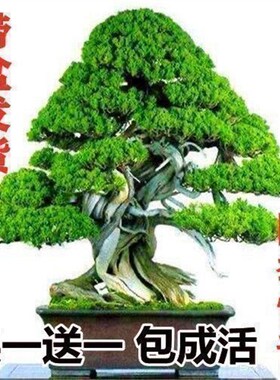迎客松盆景真树四季常青耐寒松树盆栽绿植楼顶庭R院客厅阳台景观