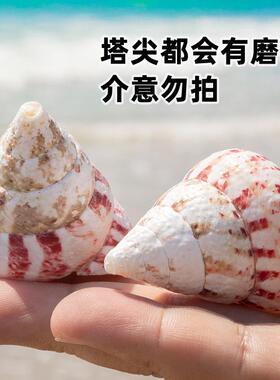 推荐天然真海螺贝壳红斑钟