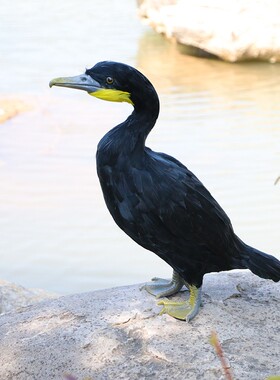 新品仿真羽毛鸬鹚摆件鱼鹰模型景区F船坞装饰教学摄影道具工艺品