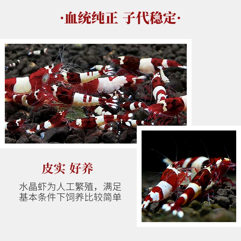 酒红水晶虾淡水鱼缸除藻工具观赏鲜活大小体型宠物台系纯血蝦包邮,淘宝优惠券,粉丝福利购,淘宝优惠卷