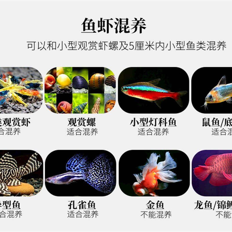 酒红水晶虾淡水鱼缸除藻工具观赏鲜活大小体型宠物台系纯血蝦包邮,淘宝优惠券,粉丝福利购,淘宝优惠卷