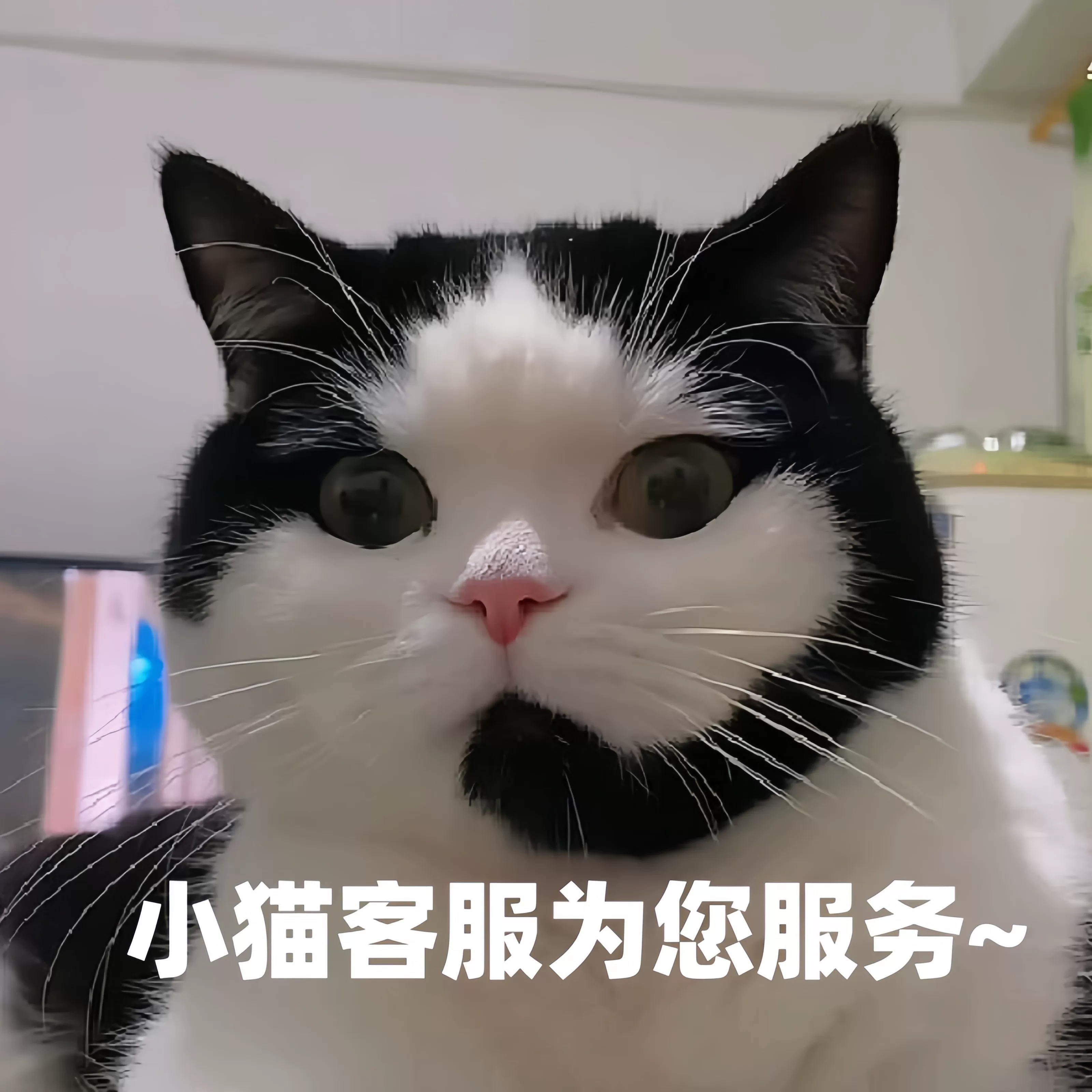 迅宠 [化毛高猫咪化毛片化毛膏片速效去毛排毛球吐毛球食呵护肠胃]