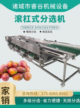 机选果设备大蒜筛选机器小型水果分选机冰糖橙选果机桂圆分级