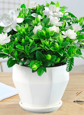 木本绿植花卉 栀子花小盆 阳台盆景桌面小盆栽植物花草室内