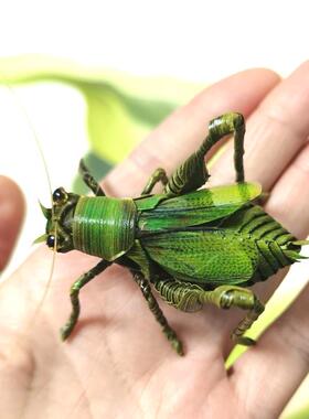 中国非遗棕编工艺品纯手工编织蝈蝈成品摆件家居装饰品创意礼品