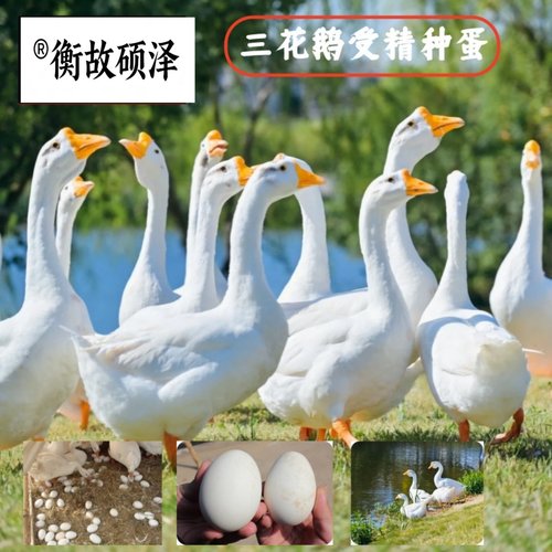 三花鹅受精种蛋新鲜捡蛋发货高受精出壳率能孵小鹅受精卵农场直发 - 图1