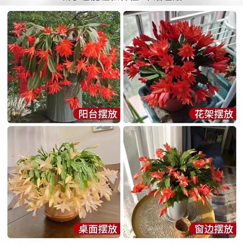 多色蟹爪兰盆栽带花苞小苗嫁接花苗大盆重瓣阳台室内盆栽花卉兰花 - 图2