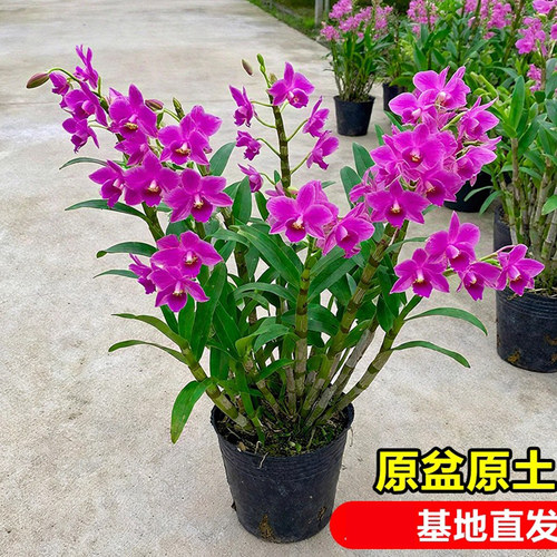 朝阳红石斛兰盆栽室内外阳台客厅庭院爆花秋石斛好养多年生红泼墨 - 图1
