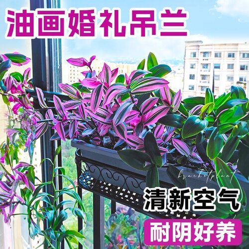 油画婚礼吊兰多肉小盆栽办公室桌面水培绿植室内外好养活油画吊兰 - 图2