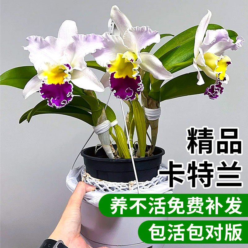 卡特兰基地特价大花浓香洋兰花苗盆栽花卉办公室绿植好养懒人植物,淘宝优惠券,粉丝福利购,淘宝优惠卷