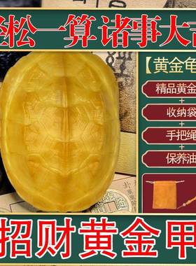 天然真龟甲黄金甲文玩龟壳手把件真乌龟壳车载挂件爻摇卦龟壳干净