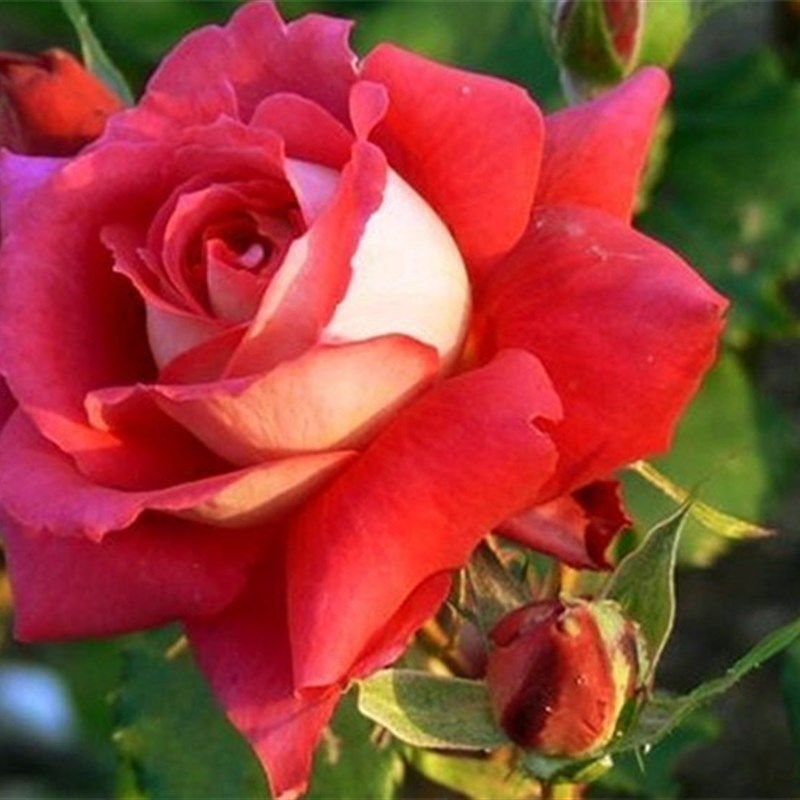 马萨德医生月季花苗开花玫瑰小苗四季盆栽花卉爬藤植物蔷薇树绿植,淘宝优惠券,粉丝福利购,淘宝优惠卷