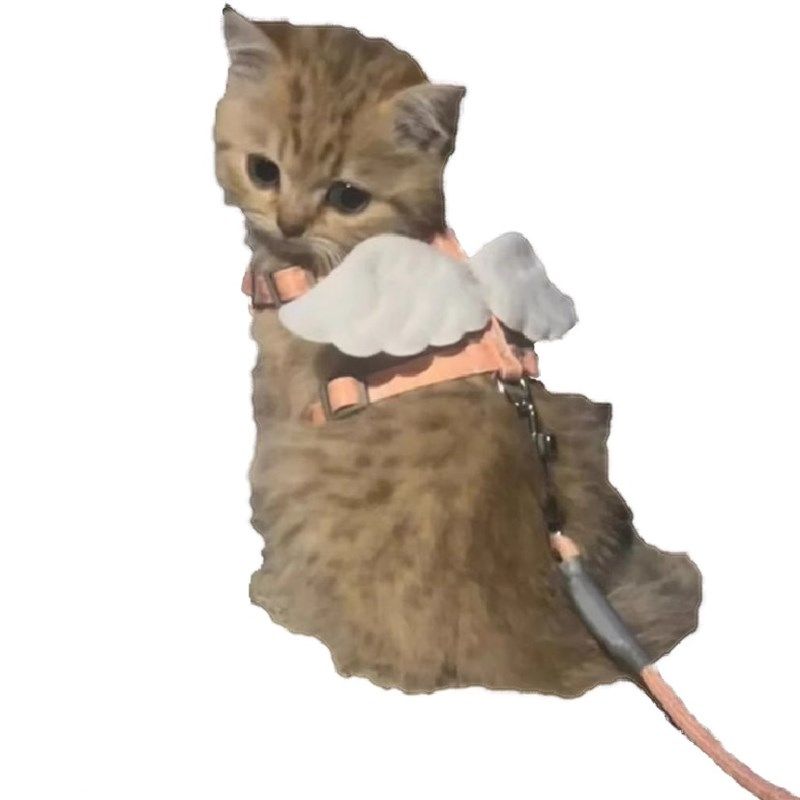 猫咪牵引绳外出专用遛猫遛狗溜兔子翅膀防挣脱可调节胸背宠物用品,淘宝优惠券,粉丝福利购,淘宝优惠卷