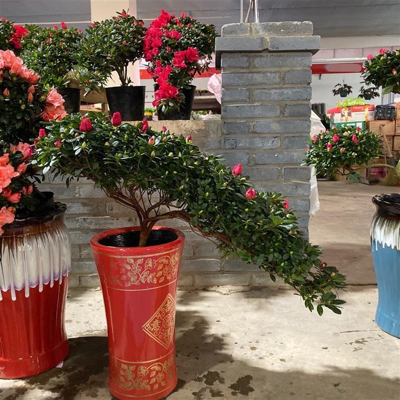 悬崖造型杜鹃花盆景盆栽四季开花室内外绿植凤尾高山流水花卉老桩 - 图1