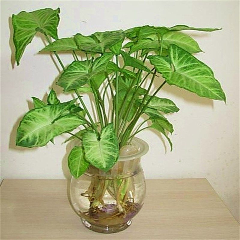 合果芋办公室书房客厅室内红粉佳人净化空气花卉盆栽盆景绿植水养,淘宝优惠券,粉丝福利购,淘宝优惠卷