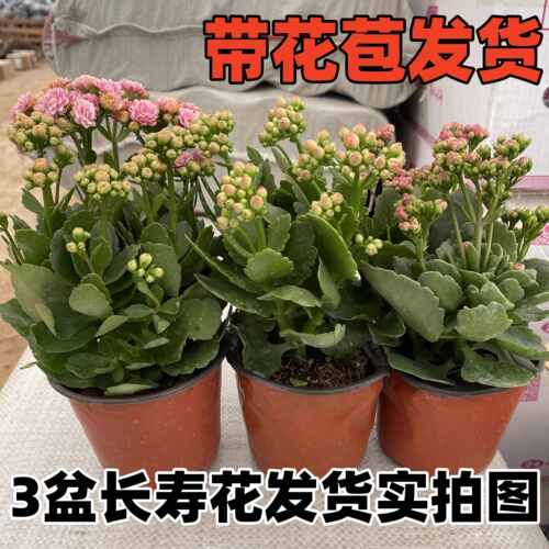 长寿花盆栽带花苞金狐狸四季开大花易活好养室内绿植花卉多肉植物 - 图1