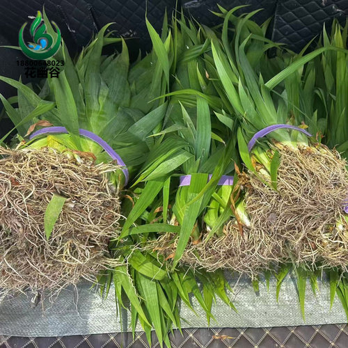 鸢尾花苗庭院道路绿化苗蝴蝶兰苗盆栽蓝花鸢尾苗素心兰花地被植物 - 图2