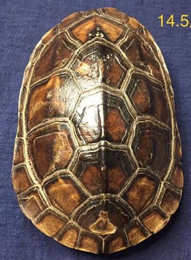 龟趣天然完整干净真乌龟壳文玩手把件家居客厅摆件送礼桌面中式