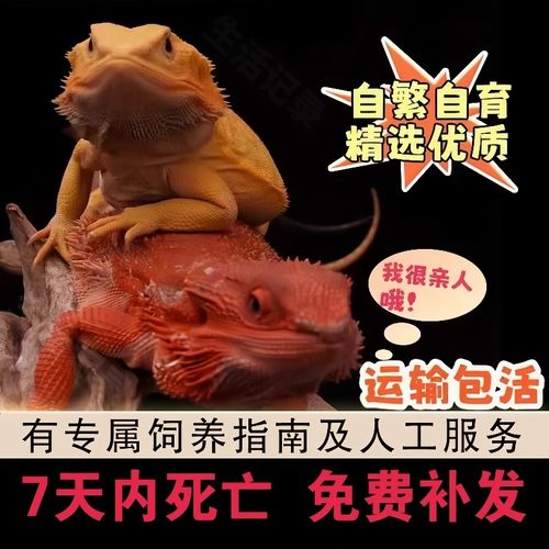 鬃狮蜥蜴宠物幼体入门级爬宠异宠温顺不咬人柑橘wit红系超白zero - 图0