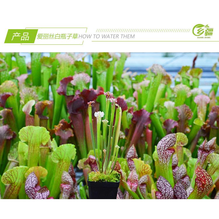基地直销【爱丽丝白瓶子草】食虫植物捕蝇草猪笼草驱蚊草多肉盆栽 - 图0