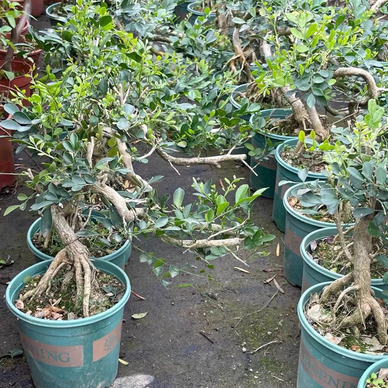 提根飘枝九里香悬崖造型盆景小老桩开花浓香楼顶庭院花园开花植物 - 图0