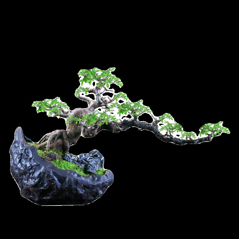 年功榆树盆景一物一拍老桩造型盆栽大型绿植客厅庭院耐寒好养植物 - 图3