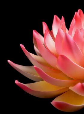 东方泥土 陶瓷莲花摆件 手工工艺品家居客厅博古架装饰品 帝王莲